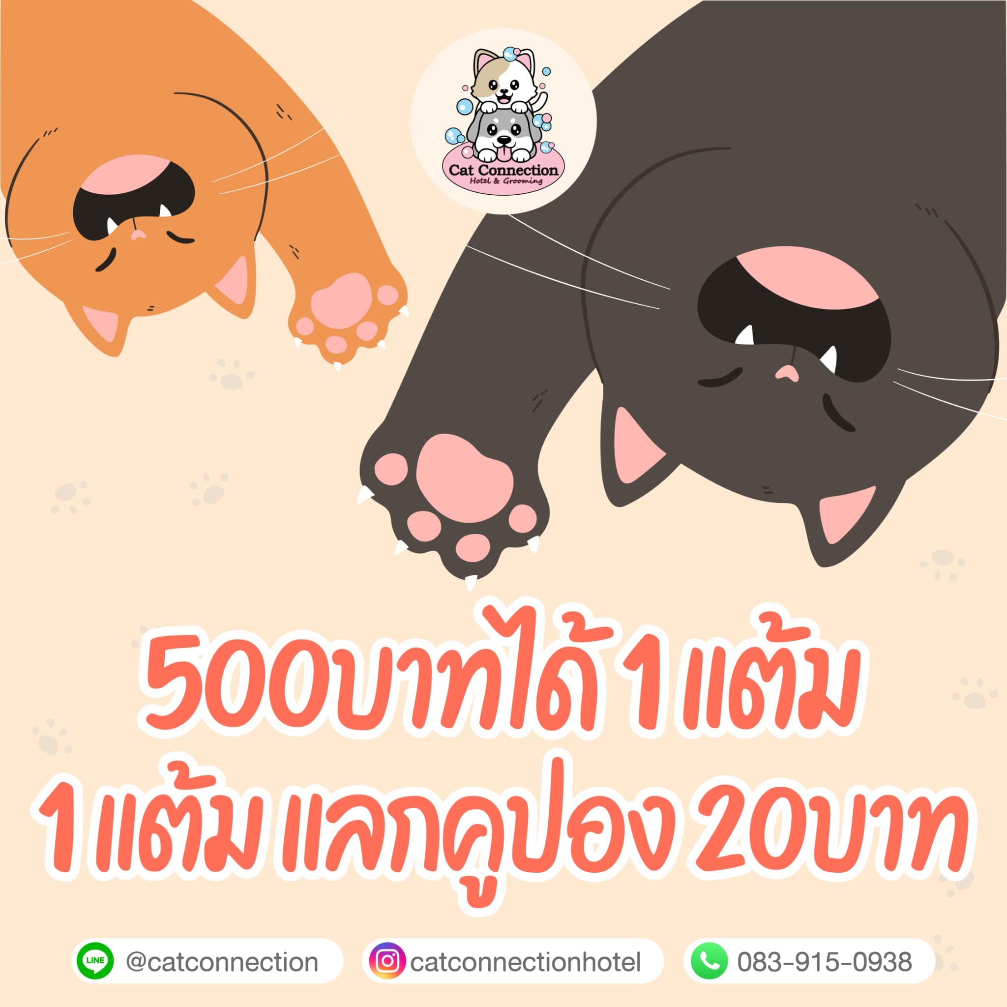 Cat Connection Hotel & Grooming