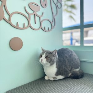 Cat Connection Hotel & Grooming